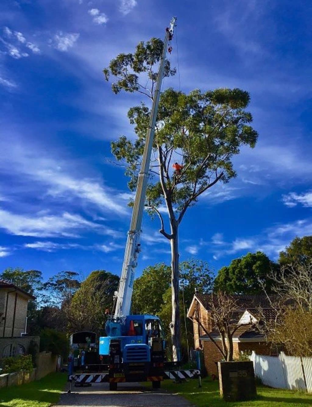 Forest Tree Service