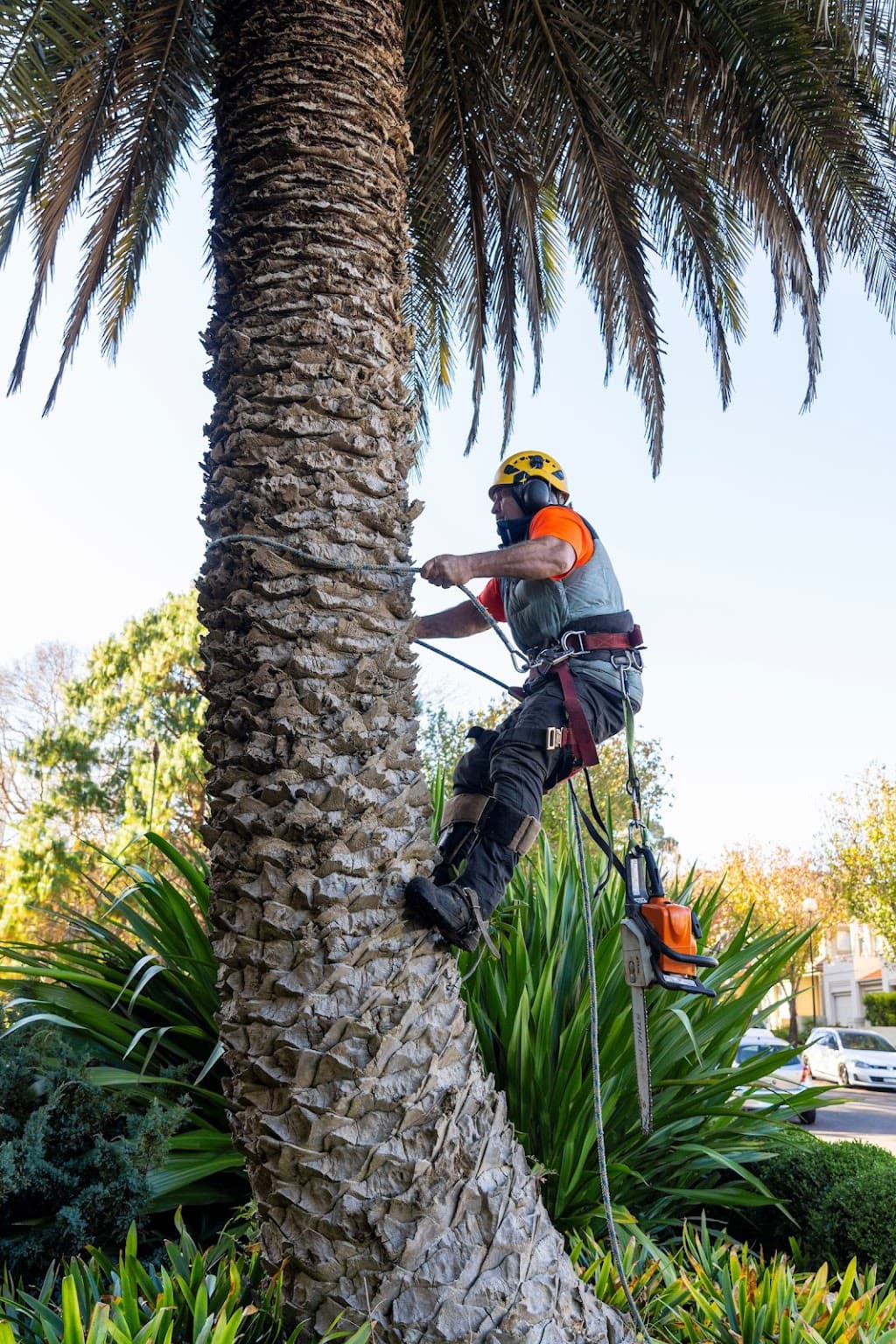 Tony Saunders - Arborist Sydney