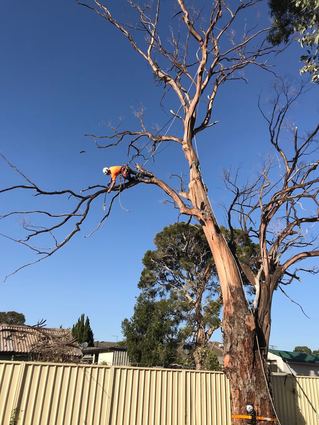 Sydney Tree Company