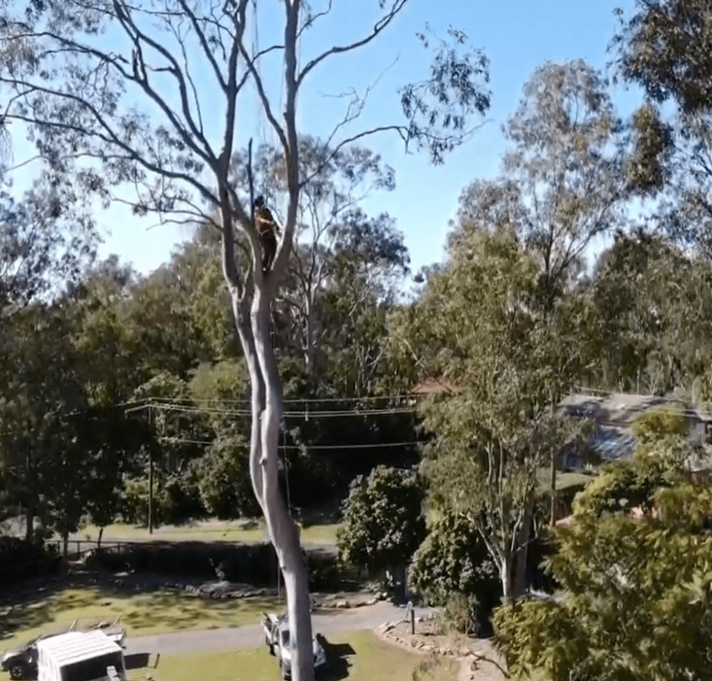 Acclaim Tree Care & Services