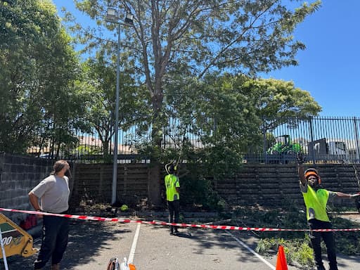 Your Local Arborist — Customer photo