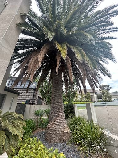 Adelaide Arborists — Customer photo