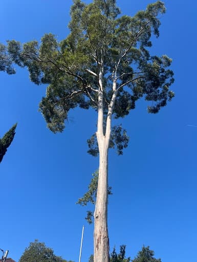 Treemendous Tree Care Sydney — Customer photo