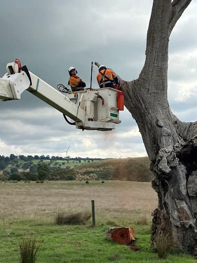 A1 Tree Solutions — Customer photo
