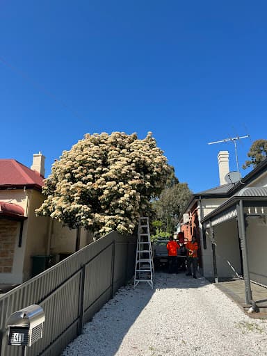 FTGU Tree Services — Customer photo