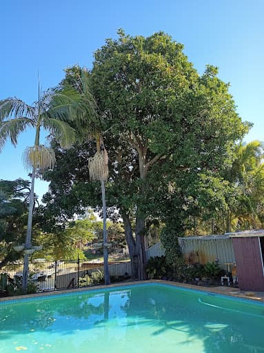 She Trees Pty Ltd — Customer photo