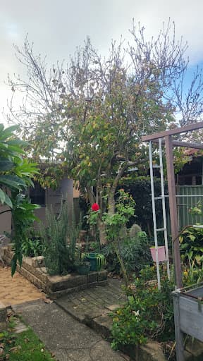 Arborist Cut Tree Services — Customer photo
