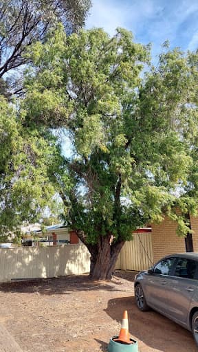Northern Tree Services🌳🌴🌲 — Customer photo