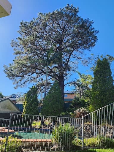 Tip Top Tree Services — Customer photo