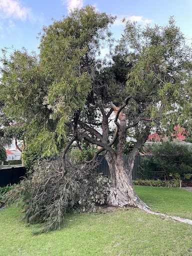 Seaview Tree Service — Customer photo
