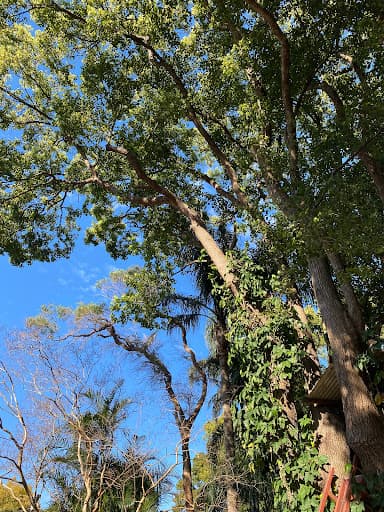 Cutting Edge Tree Maintenance — Customer photo