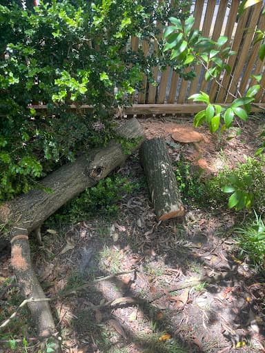 Branch Out Tree Specialists — Customer photo