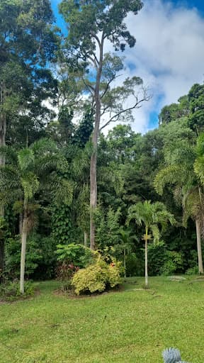 Cairns Tree Care - Tree Lopping and Tree Removals — Customer photo