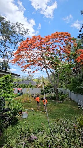 Bardon Trees — Customer photo