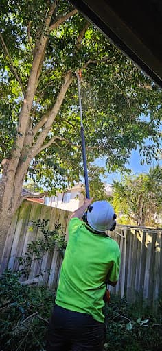 Tony Saunders - Arborist Sydney — Customer photo