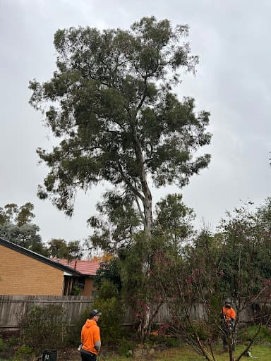 ACT Tree Felling — Customer photo