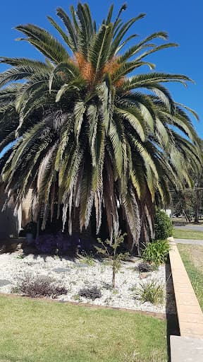 Evergreen Tree Services SA — Customer photo