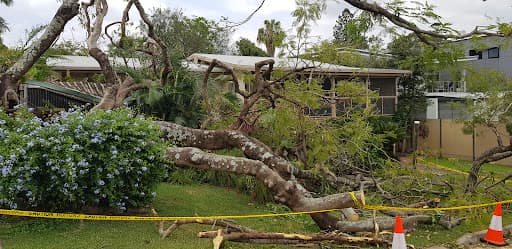 City Tree Services — Customer photo