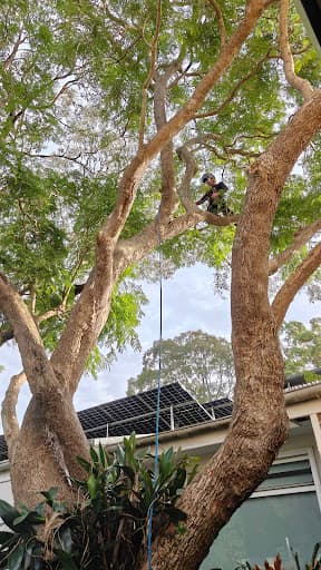 Trees Company — Customer photo
