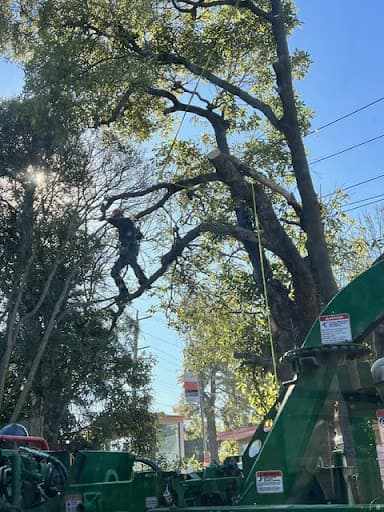Trav's Tree Services — Customer photo