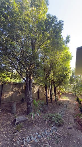 Advanced Tree Surgery Sunshine Coast — Customer photo