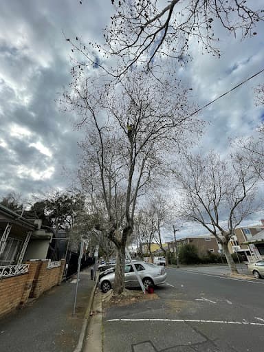 The Special Branch Arborist — Customer photo