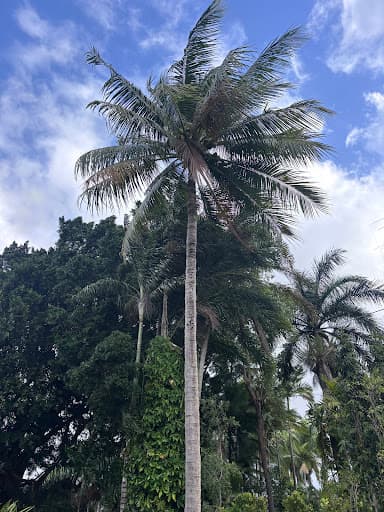 Tropical Tree Solutions — Customer photo