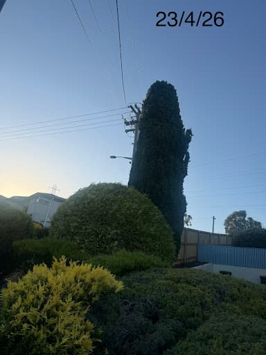 Trees R Us Tasmania — Customer photo