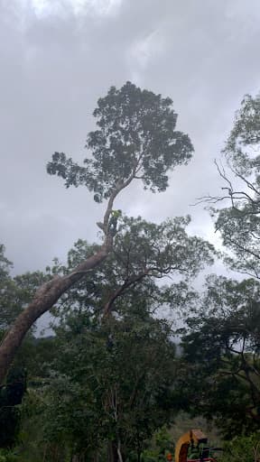 Tropical Tree Solutions — Customer photo