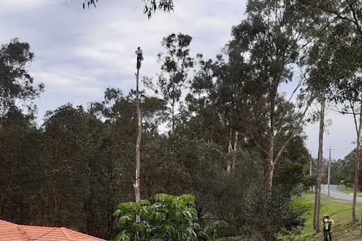 North Brisbane Trees — Customer photo