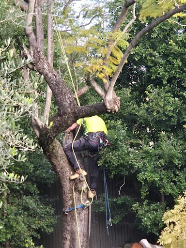 Arborist Cut Tree Services — Customer photo