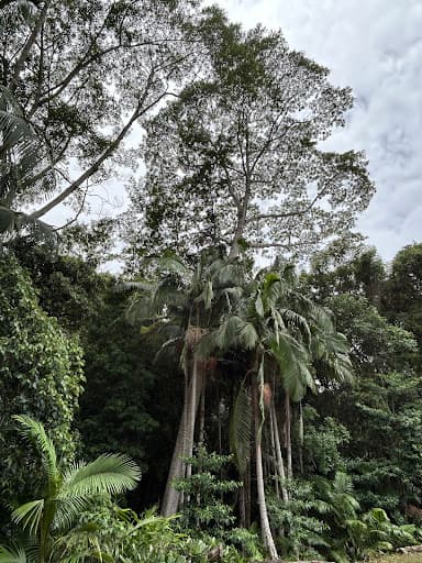 Advanced Tree Surgery Sunshine Coast — Customer photo