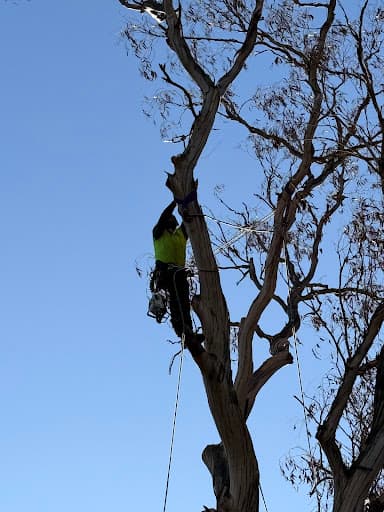 Your Local Arborist — Customer photo