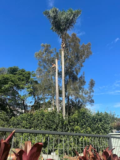 GAP Tree Lopping Services — Customer photo