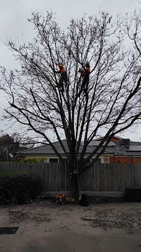 Treelife — Customer photo