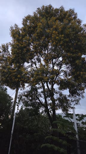Tropical Tree Solutions — Customer photo