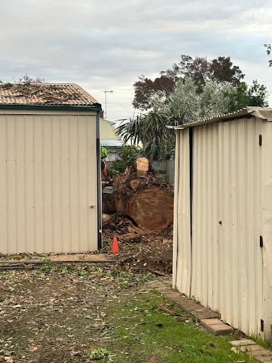 Adelaide Arborists — Customer photo