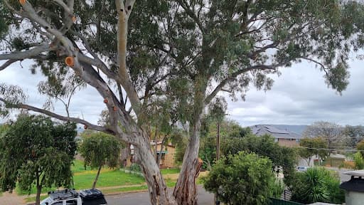 Adelaide Arborists — Customer photo