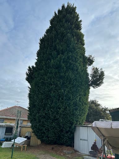 Bay City Tree Services — Customer photo