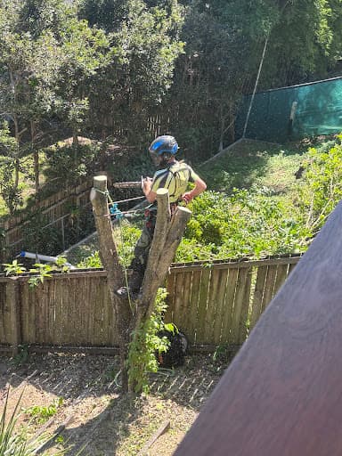 Bardon Trees — Customer photo