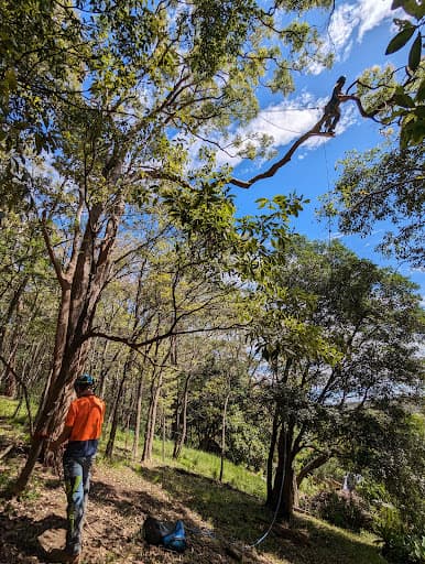 Balanced Tree Care — Customer photo
