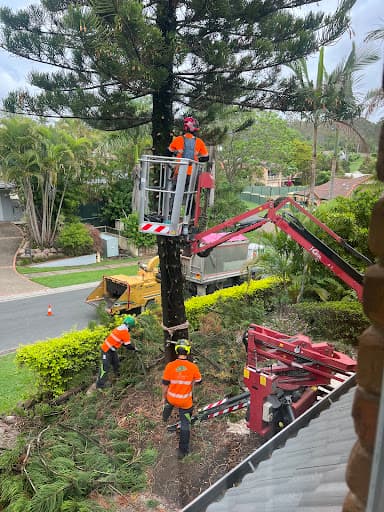 City Tree Services — Customer photo
