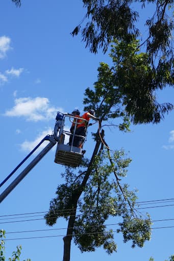 Chris Davies Tree Removals — Customer photo