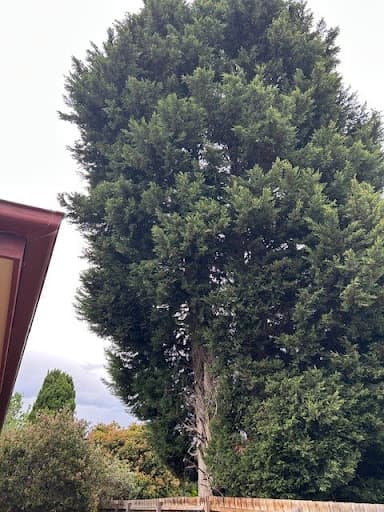 Treelife — Customer photo