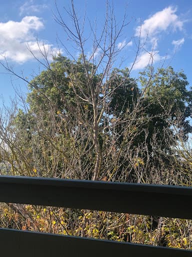 Tailored Tree Care — Customer photo