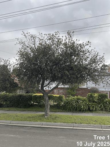 Future Tree Health — Customer photo