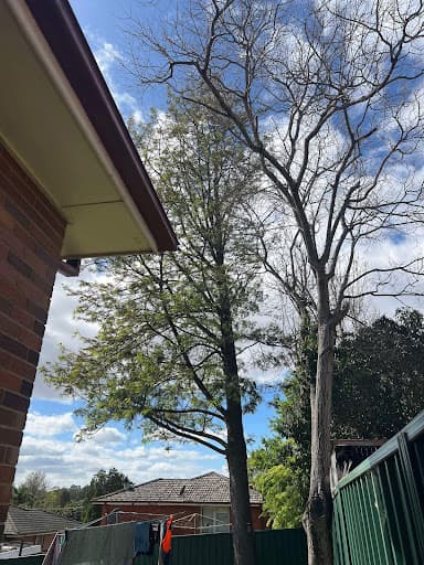 Western Sydney Stump Grinding & Tree Removal Services — Customer photo