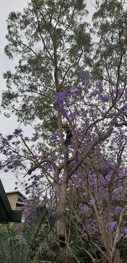 Heritage Tree Care — Customer photo
