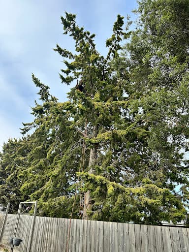 Bay City Tree Services — Customer photo