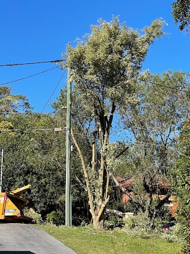 Trees Down Under — Customer photo